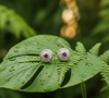 Rosé Halo Luxe Studs